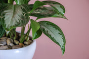 Aglaonema Plant